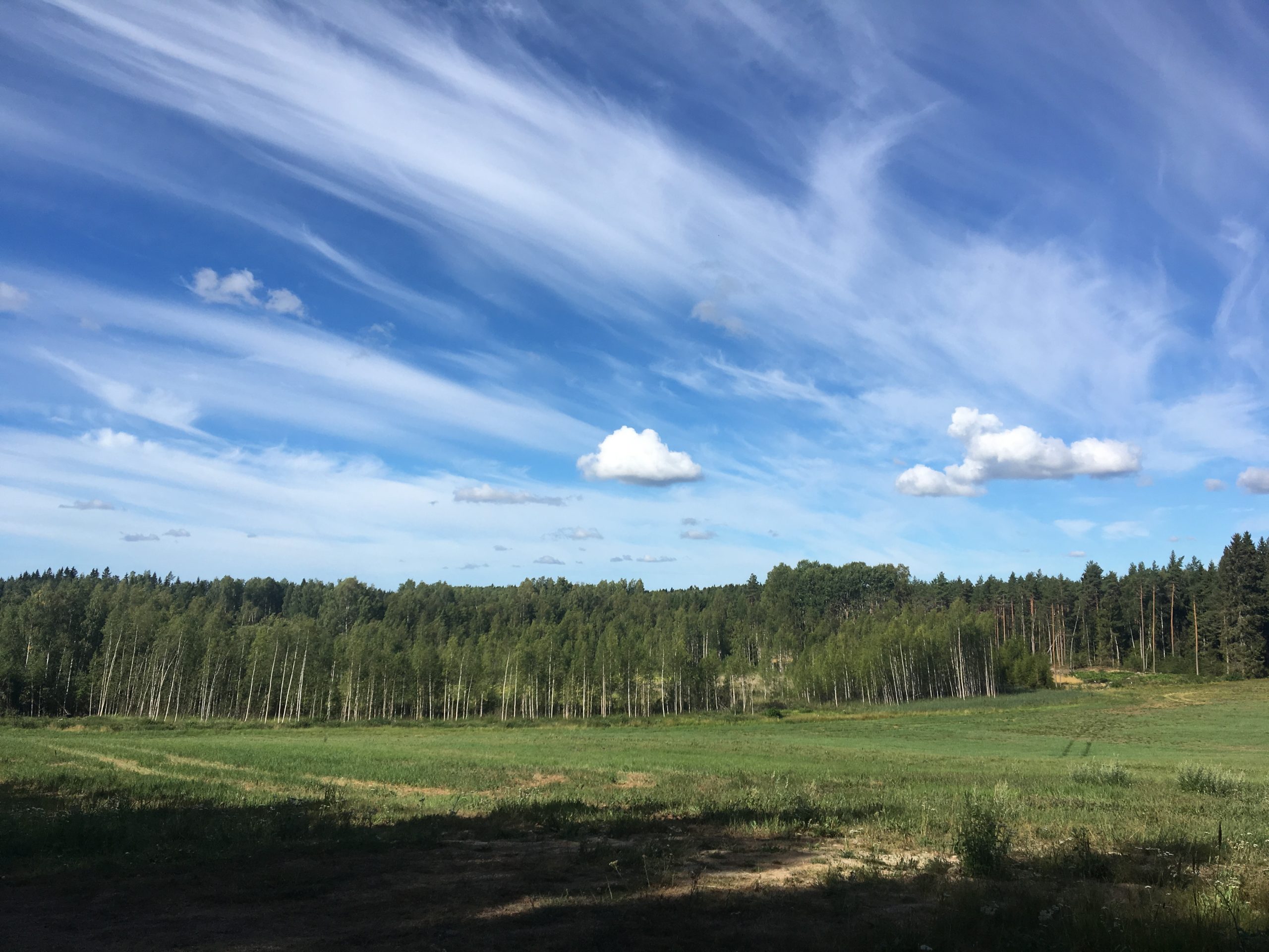 Scandinavian Nature and Forest Therapy Institute och Shinrin-Yoku Sweden