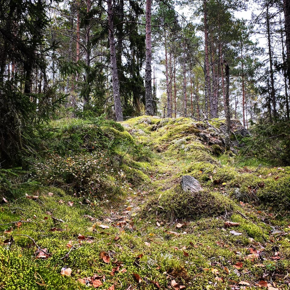 Scandinavian Nature and Forest Therapy Institute och Shinrin-Yoku Sweden